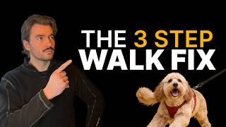 The 3 Step Process to FIX Your Nightmare Cockapoo Walks (For Good)