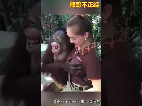 The Horny Monkey Show