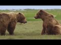 Медведь: косолапый убийца - самый большой хищник на земле