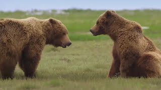 Медведь: Косолапый Убийца - Самый Большой Хищник На Земле