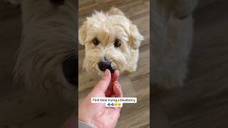 🫐🫐 #blueberry #tryingnewthings #havanese #dogmom #foryoupage
