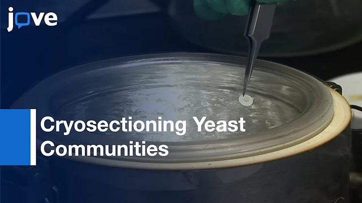 Cryosectioning Yeast Communities For Examining Flu...
