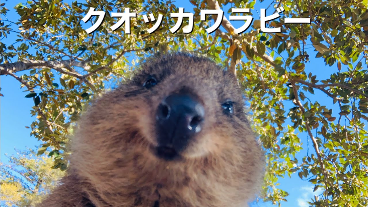 クオッカワラビー オーストラリアにいる世界一幸せな動物 Youtube