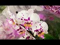 ЯРКИЕ ОРХИДЕИ в КАСТОРАМА Cosmopolitan Orchids ORCHID орхидея ОРЕНБУРГ Обзор