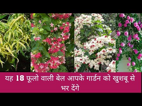 वीडियो: सुगंधित बगीचों के लिए पौधे - परफ्यूम गार्डन बनाने के टिप्स