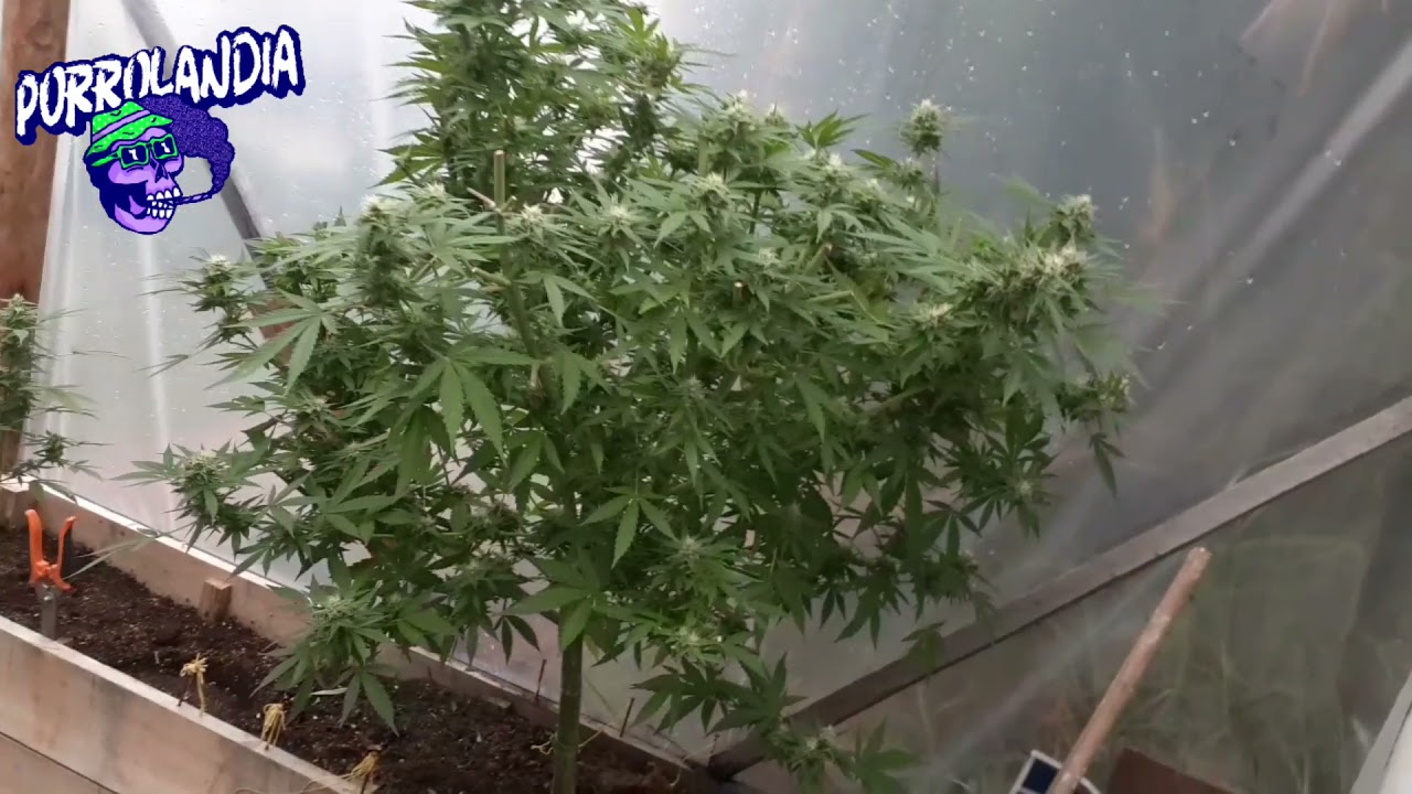 🥭 3ra poda de Somango