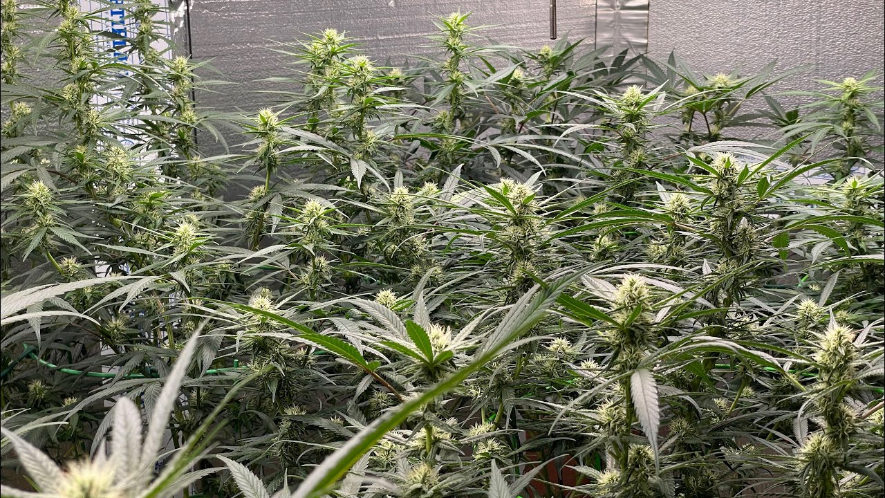 Strawberry cookies, zweet insanity weeks 3-5 update.
