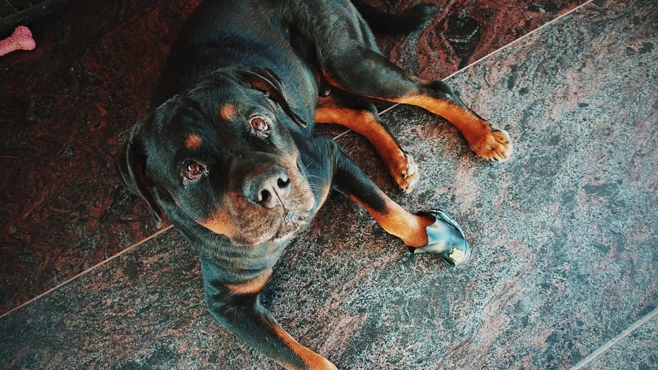 Rottweiler in india gets new doggie shoes! YouTube