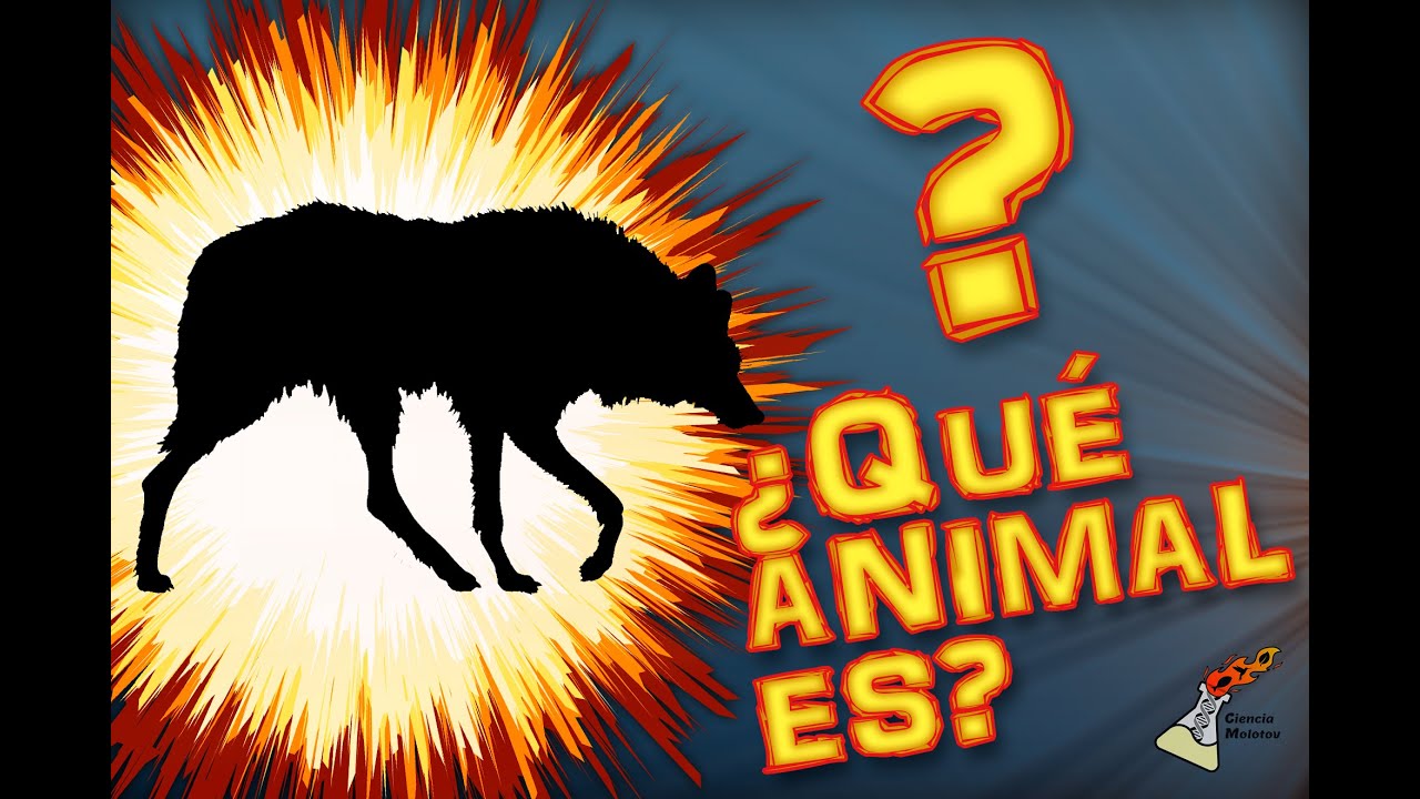 ¿Qué animal es? 🤔 'B' // Abecedario de la Biodiversidad - YouTube