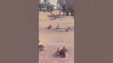 يوم غزت الأرانب أستراليا وتسببت بكارثة 
