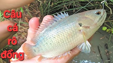 83 | Câu cá rô đồng đầu mùa nước nổi