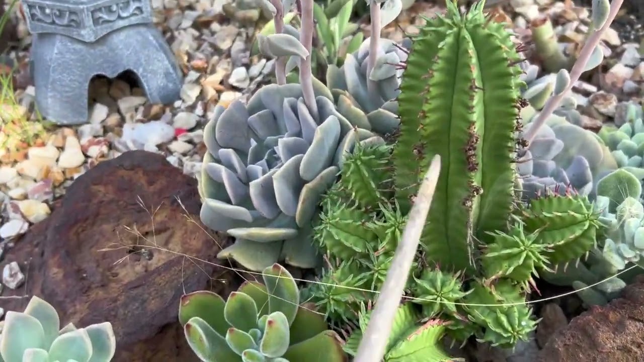 Tour of my Euphorbia Collection