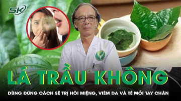 Lá trầu không: Dùng đúng cách sẽ hỗ trợ cải thiện hôi miệng, viêm da và tê mỏi tay chân | SKĐS
