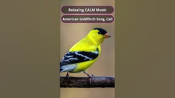 Thumbnail of Relaxing CALM Music || American Goldfinch Song, Call #goldfinches #birds #song #call  #nature