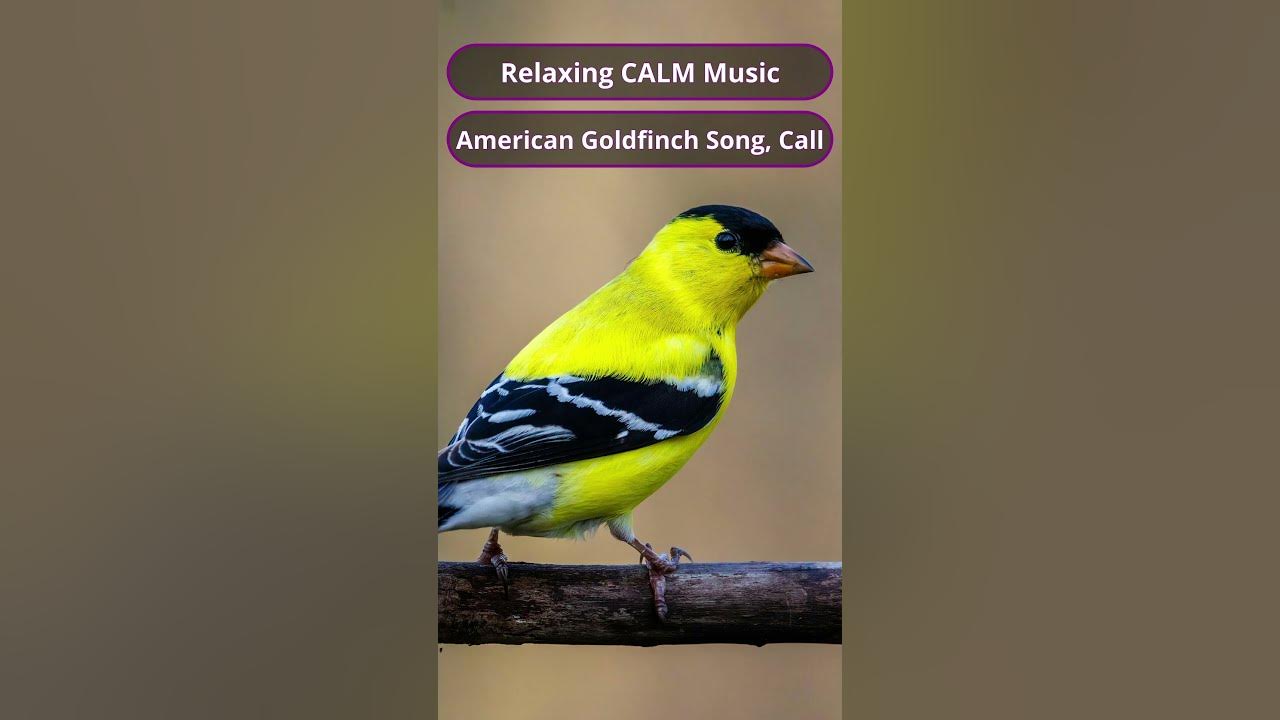 Relaxing CALM Music || American Goldfinch Song, Call #goldfinches #birds #song #call  #nature