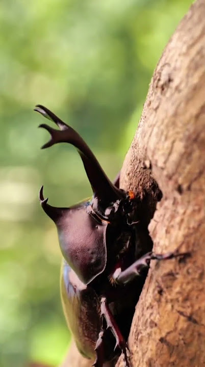 BEETLE  SOUND #animals #animalsounds #insects #bug #beetle #kumbang   #kumbangbadak