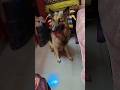 Sab Garib hai 🤣😆😂 #funny #shorts #germanshepherd #ytshorts #gsds #comedy #germanshepheard
