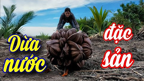 Dừa nước | Trái dừa nước | Buồng dừa nước | Đặc sản ở miền Tây nam bộ!