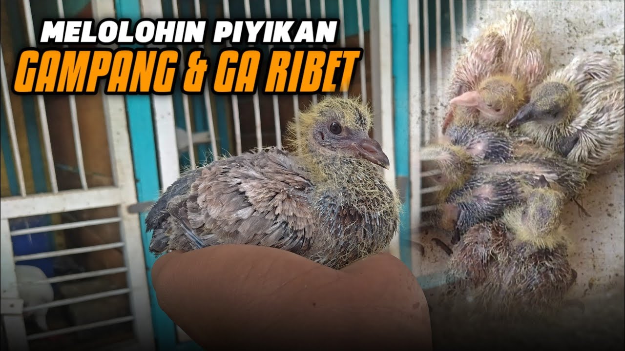 CARA GAMPANG MELOLOHKAN MERPATI PIYIK‼️