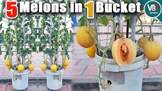 Simple Grow Melon with Lots of Fruits in a Bucket