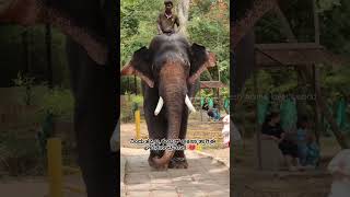 ಕಂಜನ್ ಎಲ್ಲಾ ಸರಿ ಹೋಗುತ್ತೆ 💔#elephant #shortsfeed #shortsviral #shortsfeed #animals #wildlife #share