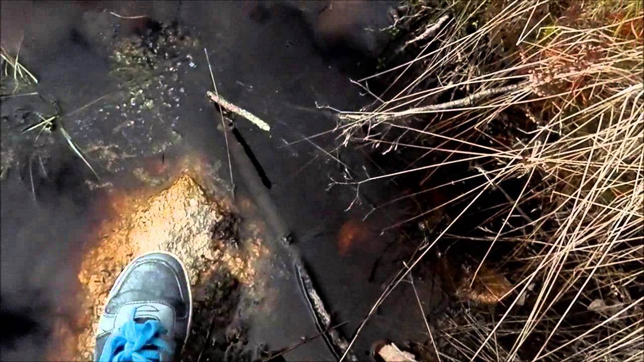 reptiles concept Herping #5: Mini-tadpoles