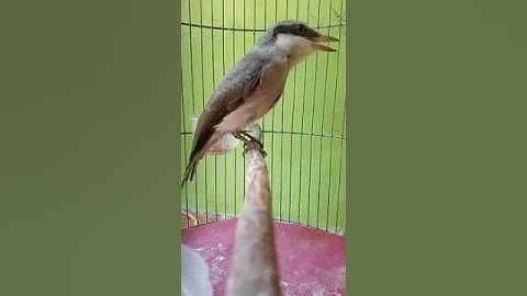 BURUNG JINJING PETULAK KL TROTOL/ ANAKAN