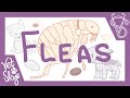Fleas of Cats and Dogs - Part 1
