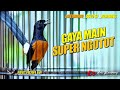 Murai Gacor Pemancing Emosi Gaya Main Super Ngotot Shama Bird Indonesia Mp3 - Mp4 Download