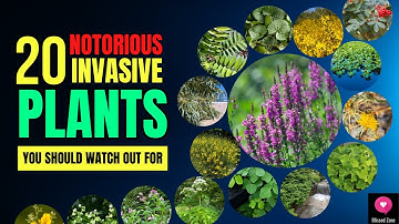 20 Notorious Invasive Plants You Should Watch Out For | Blissed Zone