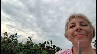 Польша, сезонная работа. Сбор красной смородины.