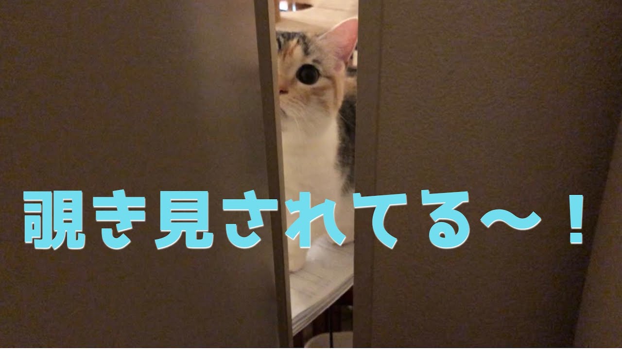 猫の覗き見がかわいい 三毛猫の短足眉毛マンチカン 動物がかわいいyoutube動画はここだ 猫の覗き見がかわいい 三毛猫の短足眉毛マンチカン 動物がかわいいyoutube動画はここだ