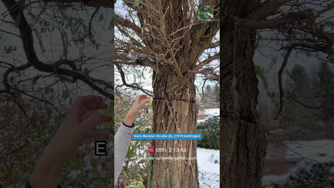 Der Schöne Garten, Zierbumveredelung