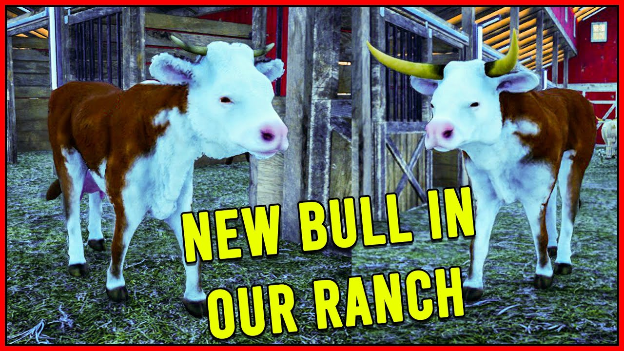 Bulls Ranch Simulator FINALLY I BACK AND BROUGHT WHITE BROWN DIARY BULL IN RANCH SIMULATOR ...