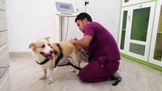 Vetcare Medical Clinic Dubai : Because we care