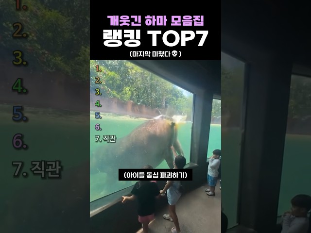개웃긴 하마 모음집 랭킹 TOP7