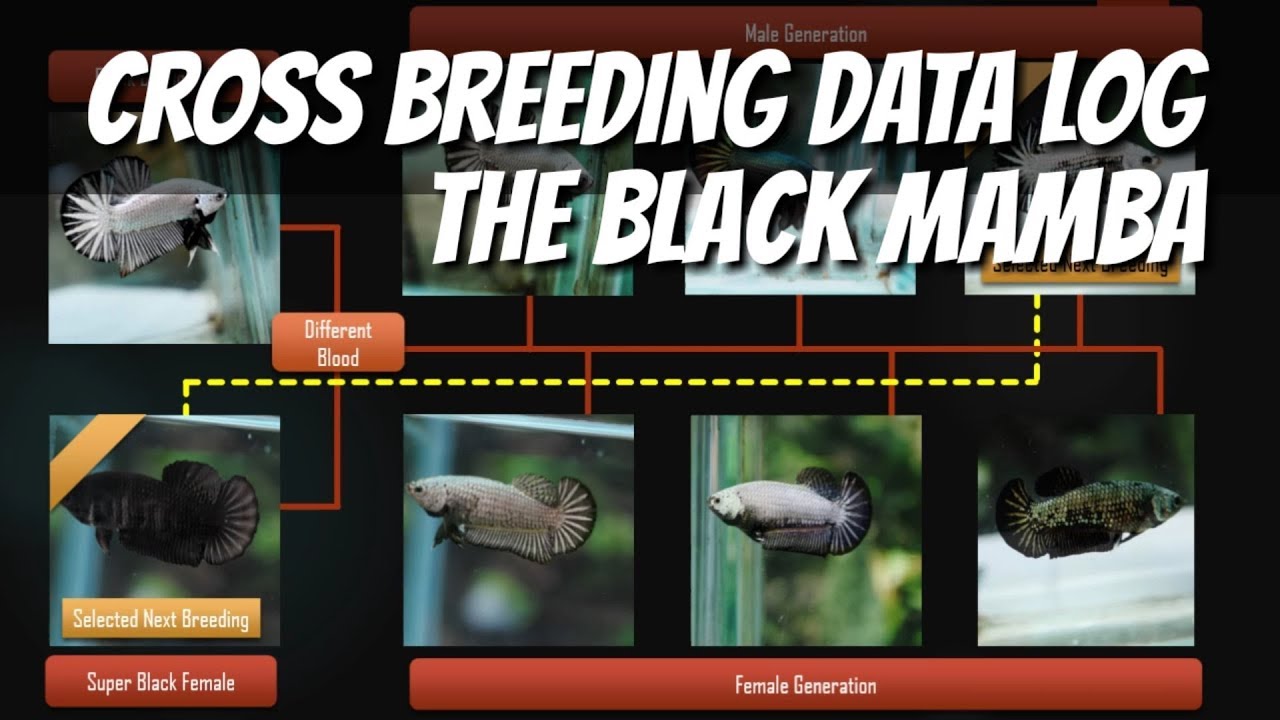 Betta Genetics Chart