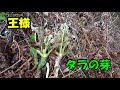タラの芽／たらの芽／タラノメ山菜採りと料理天ぷら以外も絶品