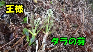 タラの芽／たらの芽／タラノメ山菜採りと料理天ぷら以外も絶品