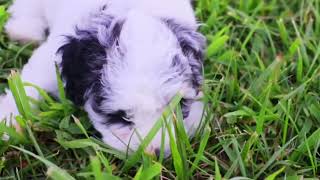 Miniature Schnoodle puppy #dog #puppy #doglover #puppies #dogs