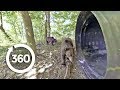 Grizzly Bears: Up Close and Personal | Project Grizzly (360 Video)