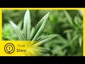 Cannabis to Save My Life - True Story Documentary Channel