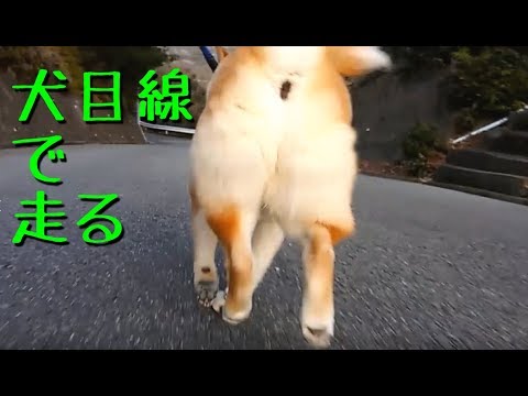 柴犬の目線で走る ほぼお尻 犬目線カメラ Dog S Eyes Youtube