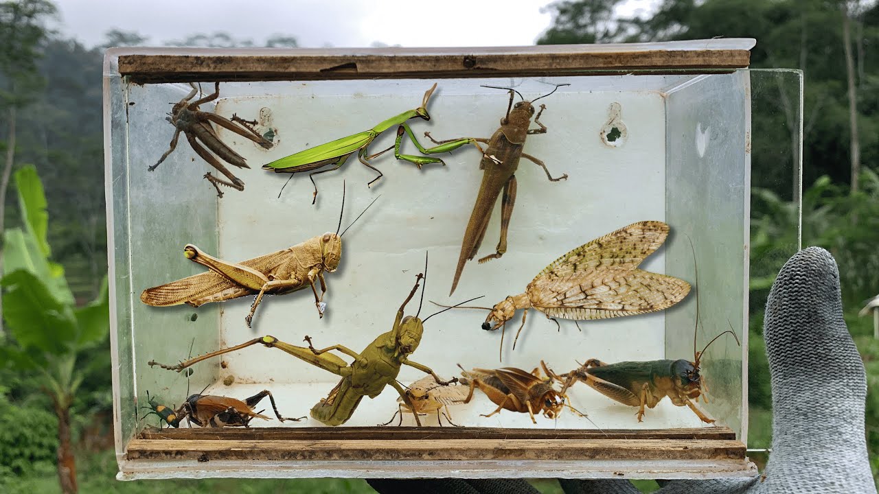 Tjanting Insects amazing hunting insects !! dopsonflies, cricket, grasshoppers,butterfly ...