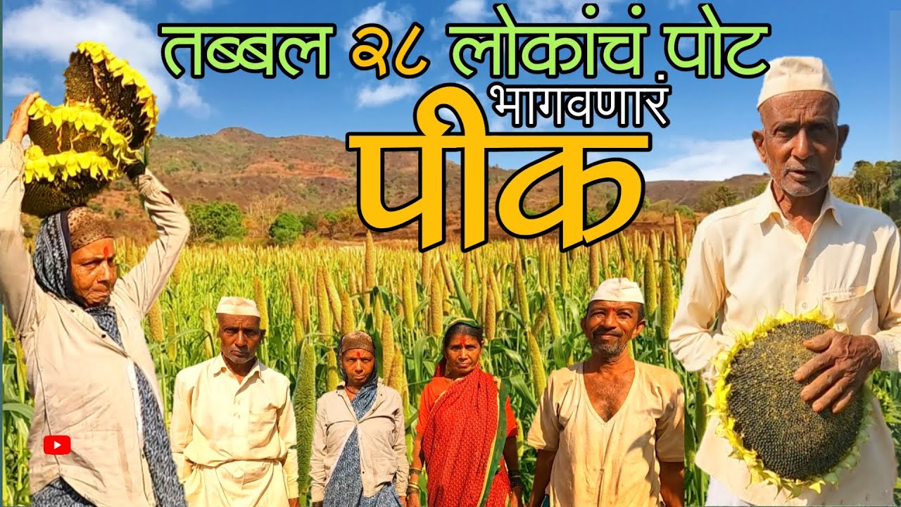 अरे बापरे! चक्क तव्याच्या आकारापेक्षा मोठी फुलं?? 😱 पारंपरिक शेतीला फाटा देत यशस्वी प्रयोग | YouTube