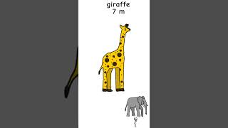 Animals Size Comparison