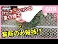 母の日もらったカーネーションの管理の仕方 by園芸チャンネル 609 園芸 ガーデニング 初心者