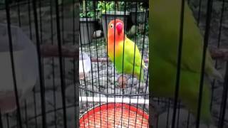 Hanya 30 detik  lovebird anda dijamin langsung ngekek