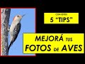 5 Tips que mejoraran MUCHO tus fotografías de aves y animales.