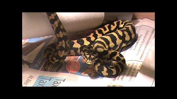 Jungle Carpet Python Feeding